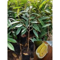 ราคา ทุเรียนมูซังคิงต้นเสียบยอดขนาด70ซม. (4305011451)