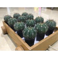 ราคา Melocactus ไม้เมล็ด 6cm. (3624572938)