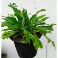 ราคา ผักชีดอย ผักจีดอย ผักจีฝรั่ง หอมป้อมกุลา หอมป้อมกูลวา ห้อมป้อมเป้อ กระถางแขวน 8 นิ้ว (18614866693)