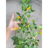 ราคา ต้นกล้า พริกองุ่น พร้อมปลูกต้นกล้าละ 19 บาท (22766411586)