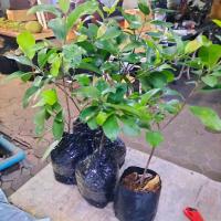 ราคา ต้นไทรย้อย พันธุ์ไทรย้อยใบทู่ สูง 30-50 ซม. พร้อมลงดิน พันธุ์ไทรย้อยใบทู่ไทยแท้ 100% ถุงดำละ 120 บาท (15102117451)