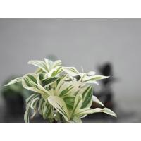 ราคา เอื้องหมายนาด่าง Costus speciosus’variegated’ (3637361307)