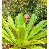 ราคา เฟิร์นข้าหลวง, ไซส์M, เฟิน, ต้นเฟิร์น, ข้าหลวง, เฟิร์นหลังลาย, เฟิร์นข้าหลวง, เฟิร์นข้าหลวงหลังลาย, เฟิร์นรังนก (25124277355)