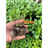 ราคา ต้นกล้าโหระพา ต้นกล้าผักสวนครัว ต้นกล้าโหระพาอิตาลี ต้นกล้าโหระพาพร้อมปลูก (29986172807)