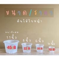 ราคา กระถางต้นไม้ กระถางต้นไม้แบบใส กระถางใส เกรดพรีเมียม✨ 4 ขนาด (11444944136)