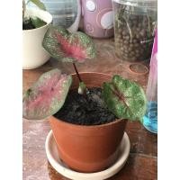 ราคา บอนสีพระพันวษา บอนสีโบราณ บอนสีตับขุนช้างขุนแผน #บอนโบราณ #บอนสีโบราณ (13418288633)