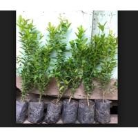 ราคา ต้นพันธุ์ มะม่วงหาวมะนาวโห่ 1 ถุงดำ ราคาถูก (2318859790)