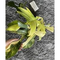 ราคา ก้ามกุ้งด่าง ฟิโลเดรนตรอน (15342623112)