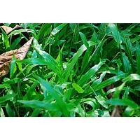 ราคา ขายส่ง เมล็ดหญ้ามาเลเซีย Tropical Carpet grass Savanna Grass หญ้าเห็บ หญ้าไผ่ หญ้าปูสนาม สนามหญ้า สนามหญ้าและสวน100 กรัม (43702346888)