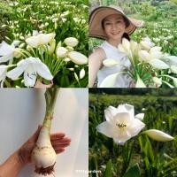 ราคา ว่านมหาบัวขาว ว่านมงคลดอกสวย ส่งเป็นหัว ( white natal lily / ว่านมหาบัว ) 999garden (16964089284)