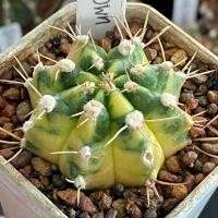 ราคา ❤️❤️มีส่งด่วน❤️❤️ยิมโน โคลน Gold Crown /Cactus /Gymno/Gymnocalycium/ยิมโนด่าง/ไม้ชำหน่อ​ (40762192426)