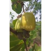 ราคา เมล็ดพันธุ์มะม่วงหิมพานต์ เม็ดใหญ่ (สายพันธุ์แท้จากเกาะพยามโดยตรง) คละสี ผลดก เมล็ดใหญ่ (500กรัม - 1ก.ก.) (27751951096)