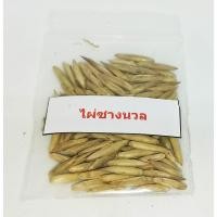 ราคา ลดราคาถูกพิเศษ เมล็ดพันธุ์ไผ่ซางนวล Dendrocalamus membranaceus ไผ่นวล หญ้ายักษ์ พืชเศรษฐกิจ เครื่องจักรสาน 100 เมล็ด (3306305622)