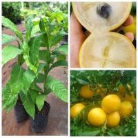 ราคา ต้นเอบิว/อะบิว/ผลเนื้อคล้ายเยลลี่ รสหวานหอม (26950232460)