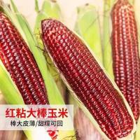 ราคา เมล็ดข้าวโพดข้าวเหนียวหอมแดง/เมล็ดเหนียวแดง (28981402562)