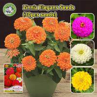 ราคา ปลูกง่าย/CODเมล็ดพันธุ์ ดอกบานชื่นคละสี Mixed Zinnia Flower Seed เมล็ดพันธุ์แท้ ดอกบานชื่นซ้อน เมล็ดบานชื่น ต้นไม้มงคล (28181530841)