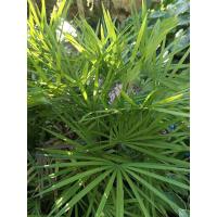 ราคา ต้นจั๋ง คล้ายจั๋งจีน หายาก Rhapis multifida หรือ Finger Palm ฟอร์มสวย ยกกอ จากสวนโดยตรง ขายยกกอไปเลยค่ะ (26055552921)