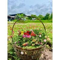 ราคา แพรเซี่ยงไฮ้ กิ่งแพรเซียงไฮ้ ดอกแพรเซี่ยงไฮ้ กิ่งอวบๆยาวๆ (คละทุกสี)คุณนายตื่นสาย (10706340216)