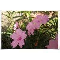 ราคา ต้นกล้า ต้อยติ่งฝรั่งสีชมพู ต้นกล้าละ 10บาท ห่อตุ้มส่ง ฟ้าประทานพร ต้อยติ่ง ฝรั่ง หรือ ต้อยติ่งเทศ (27916477511)