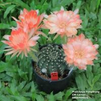 ราคา กระบองเพชร โลบิเวีย (Lobivia) ดอกสีส้ม CV58 ไม้ชุด 31 พฤษภาคม 64 (10908010708)