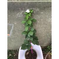 ราคา ต้นแบล็คเบอร์รี่ prime jan. เริ่มต้น190บาท ปลูกได้ผลดีในเขตร้อนแบบประเทศไทย ทดลองปลูก4ปีติดดอกออกผลตลอดทั้งปี (2455554439)