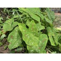 ราคา บอนสีสาวน้อยปะแป้งส่งทั้งต้น (9593526456)