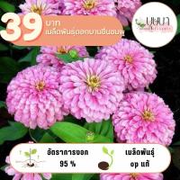ราคา ดอกบานชื่นสีชมพู 39บาท 300เมล็ด (25035714176)