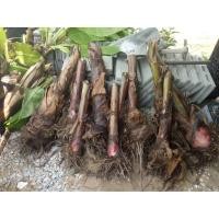 ราคา หน่อกล้วยนาก กล้วยนาก กล้วยสีแดง ขายหน่อกล่วยนาก สวยมาก ปลูกหน้าบ้านเป็นสง่าราศรี เสริมบารมี แปลกตา (7341311947)