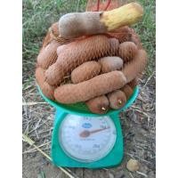 ราคา มะขามหวานหมู พันธุ์ประกายทอง (15908604839)