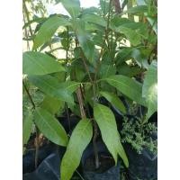 ราคา ต้นมะม่วงเบาเพาะเมล็ด ใต้แท้ (13668713877)
