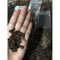 ราคา เมล็ดมะละกอฮอลแลนด์ ลูกดก เนื้อแน่นหวาน บรรจุ 50 เมล็ด (4542881779)