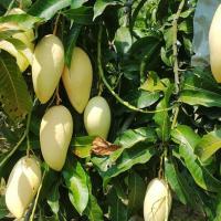 ราคา ต้นมะม่วง พันธุ์ น้ำดอกไม้สีทอง ทาบกิ่ง จัดส่งพร้อมถุงชำ 6 นิ้ว ลำต้นสูง 80 ซม (4493043222)