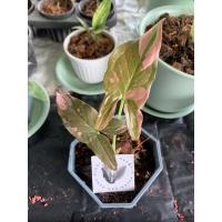 ราคา ต้นเงินไหลมาด่างชมพู(Syngonium Pink Splash)กระถาง 3.5 นิ้ว (13038973659)