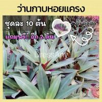 ราคา ว่านกาบหอย ว่านกาบหอยแครง ไม้ประดับ ปลูกง่าย ใบสวย ต้นตัดสด (27473100812)