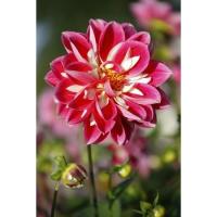 ราคา เมล็ดดอกดาหลา (41812625)