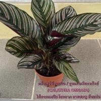 ราคา คล้าเสน่ห์ขุนแผน / ขุนแผนเรียกทรัพย์ (ใบแน่น) (7795538791)