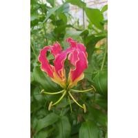 ราคา หัวดองดึง(กอลิโอซ่า)คละสี (28210478860)