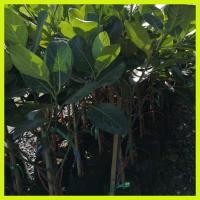 ราคา ต้นกล้าขนุนทองประเสริฐ เหลืองบางเตย เพชรราชา เพชรดำรง ทวายปีเดียว แบบทาบกิ่ง พร้อมปลูกต้นสูงประมาณ 100 ซม. (7557595755)