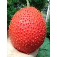 ราคา เมล็ดพันธุ์ฟักข้าว (Gac Fruit) 10 เมล็ด เมล็ดฟักข้าว ขี้พร้าไฟ ฟักข้าว (40308524760)