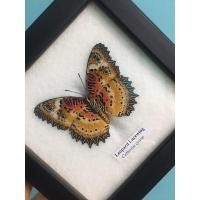 ราคา ผีเสื้อเดี่ยวจิ๋วในกรอบสำลี ผีเสื้อกะทกรกธรรมดา (Leopard Lacewing) ++ (5632671523)