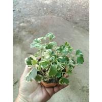 ราคา ต้นพันธุ์ เล็บครุฑด่าง เล็บครุฑ ใบด่าง พร้อมปลูก กระถาง2นิ้ว 29บาท (43200461652)