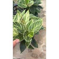 ราคา ฟิโลเดนดรอน เบอร์กิ้น (Philodendron Birkin) กระถาง5นิ้ว (8327971244)