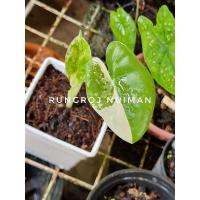 ราคา บอนกระดาดด่างขาว ด่างเทพ ด่างนางฟ้า (13347957138)