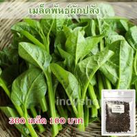 ราคา เมล็ดพันธุ์ ผักปลัง ผักปลังเขียว ผักปลังขาว 300 เมล็ด (10979241334)