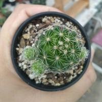 ราคา Cactus แมมตุ๊กตาญี่ปุ่น กระถาง 2นิ้ว (827578804)
