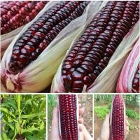 ราคา เมล็ดพันธุ์ข้าวโพดมณีแดง (24419673280)