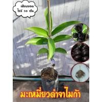 ราคา ชมพู่มะเหมี่ยวดำจาไม่ก้า #ชมพู่มะเหมี่ยวหวาน (22474937999)