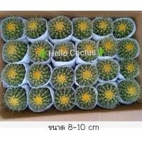 ราคา แคคตัสถังทอง หัวใหญ่สวย (9912105271)
