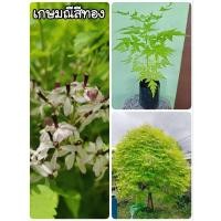 ราคา ต้นเกษมณีสีทองหรือเมเปิ้ลสีทองเป็นไม้มงคลมีดอกกลิ่นหอมต้นแข็งแรงพร้อมปลูก (26482621475)
