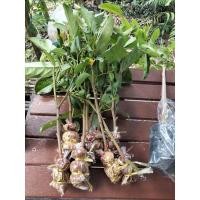 ราคา กิ่งตอนต้นมันปู่ ชุด12 กิ่งมันปู #กิ่งตอนต้นมันปู #พันธุ์ต้นมันปู #ผักเศรษฐกิจ #ยอดมันปู #ต้นมันปู (17524482740)